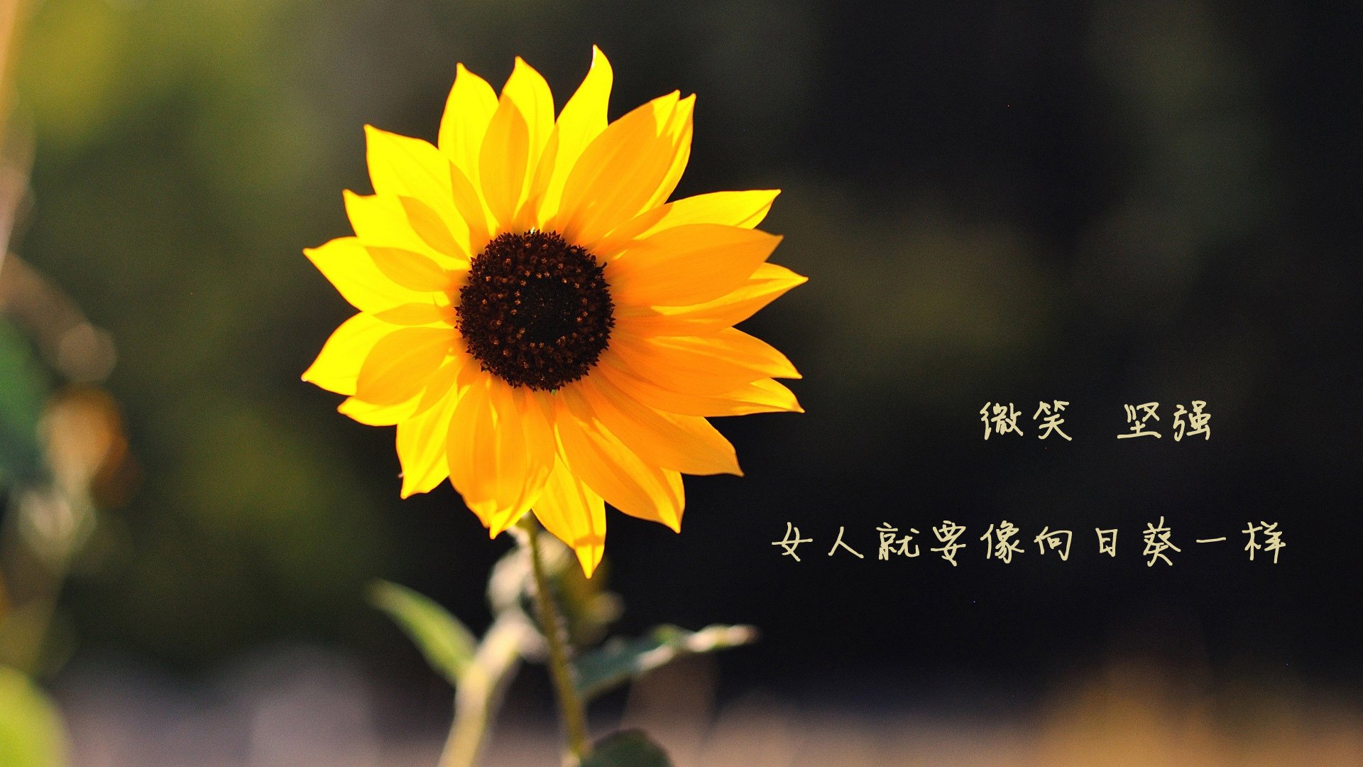西甲是否需提升场馆运营商业模式，西甲各队主场体育场