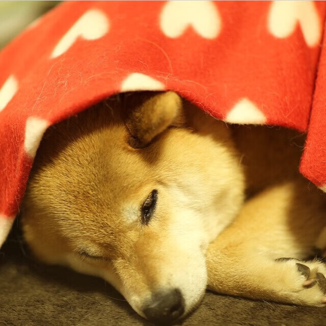 全黑队战术多变、攻击性强,比赛中总能迅速占据主动,全黑什么意思