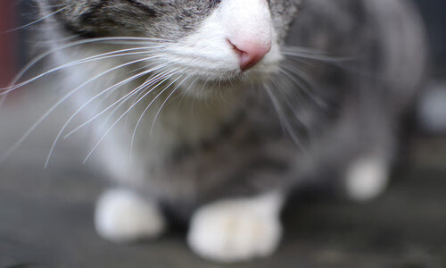 法甲新星崭露头角:未来巨星一飞冲天!,法甲新秀