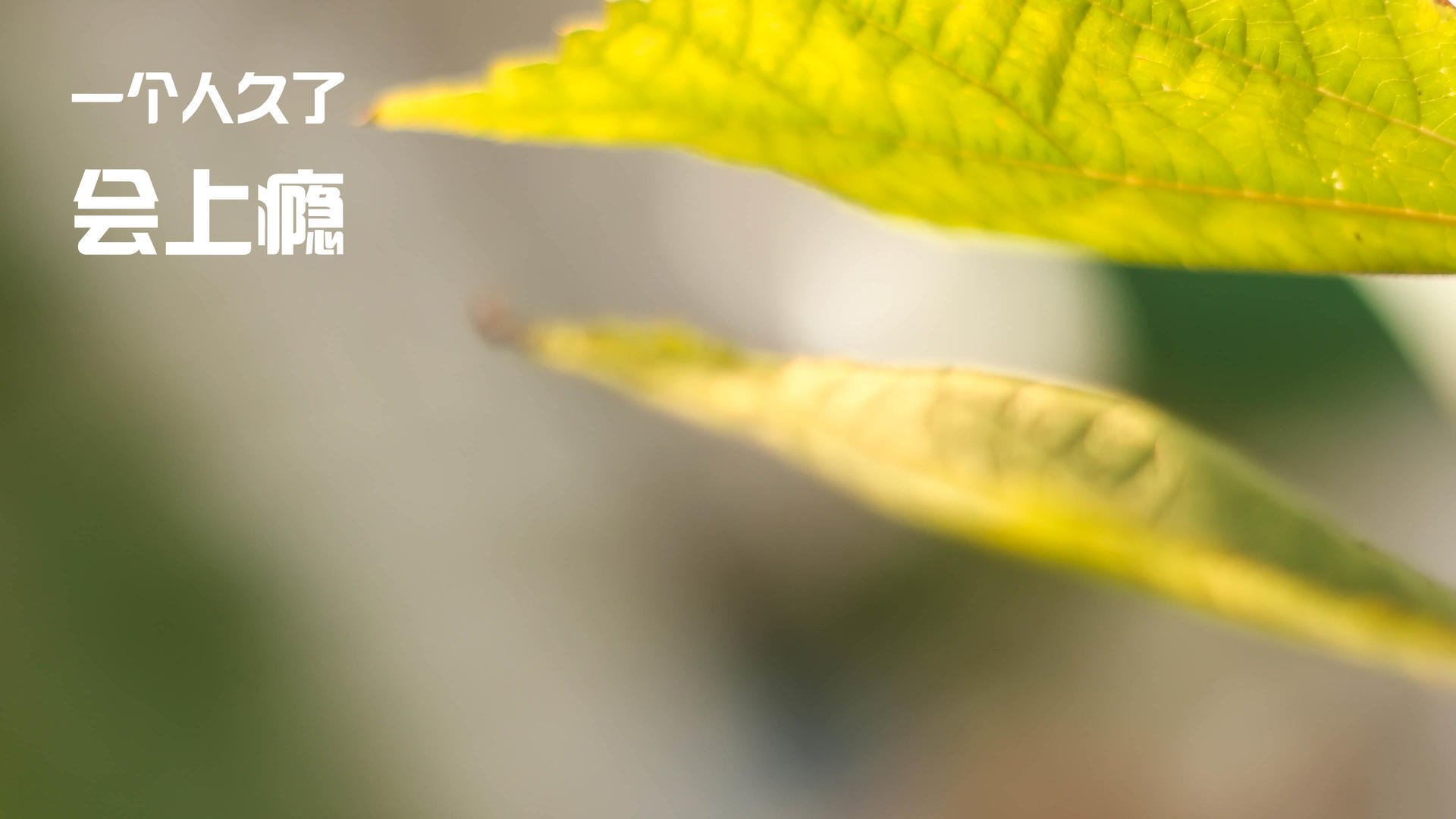 乐鱼电竞在线平台登录入口-科尔博决赛表现获教练高度认可，科尔执教战绩