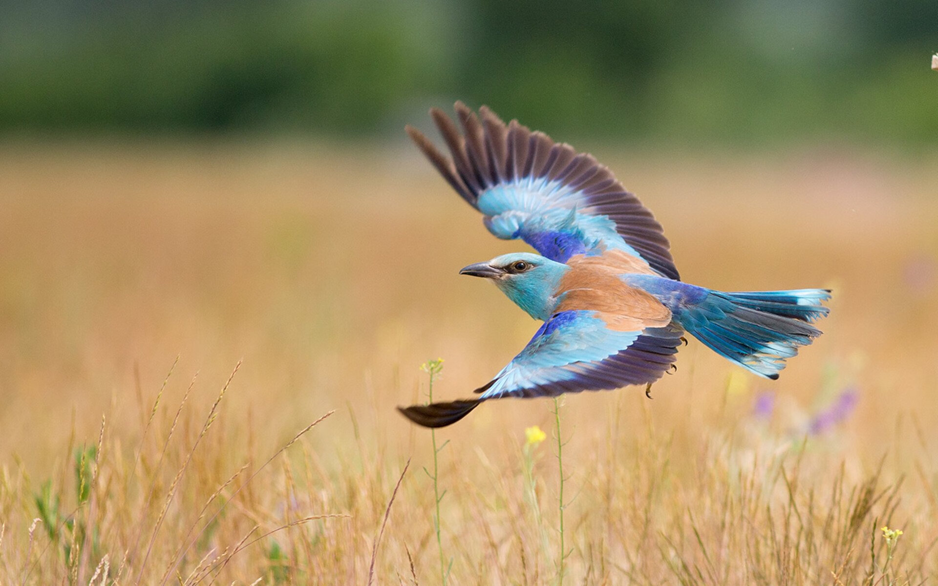 苏格兰橄榄球队在国际赛事中的表现逐年提升,苏格兰队简介