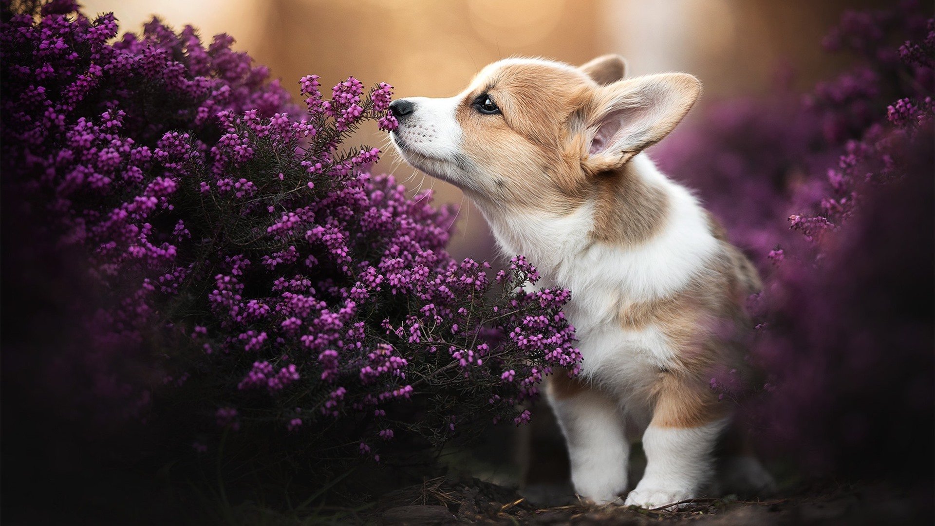 Leyu Sport下载-足球教练战术布置分析，足球比赛教练